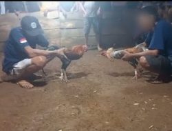Dugaan Judi Sabung Ayam di Seluma Resahkan Warga, Aparat Diminta Bertindak Tegas